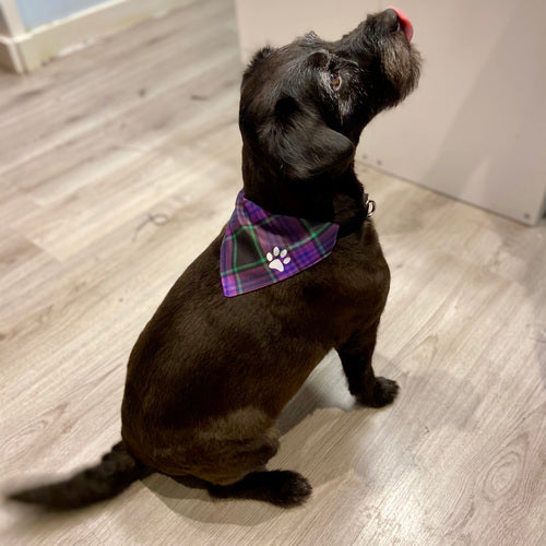 MacMillan Hunting Ancient Tartan Pet Bandana